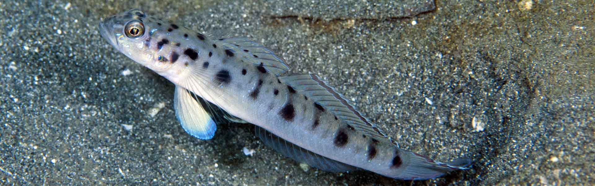 The Ambanoro Shrimpgoby